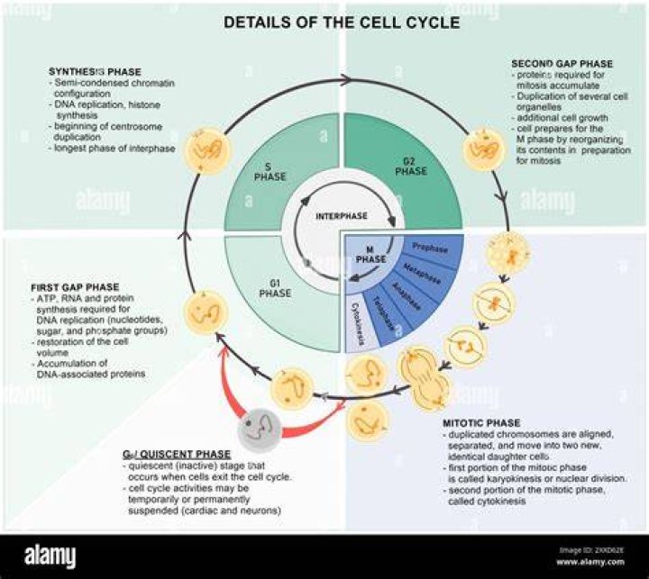 During this phase is the final closure of completion phase?