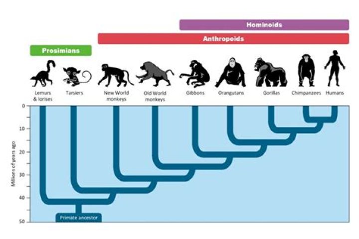 During which epoch did primates likely emerge?