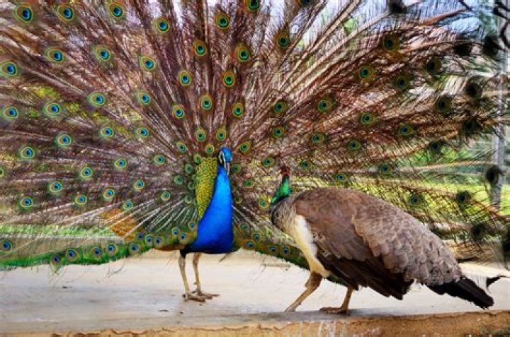 Has peacocks closed down?