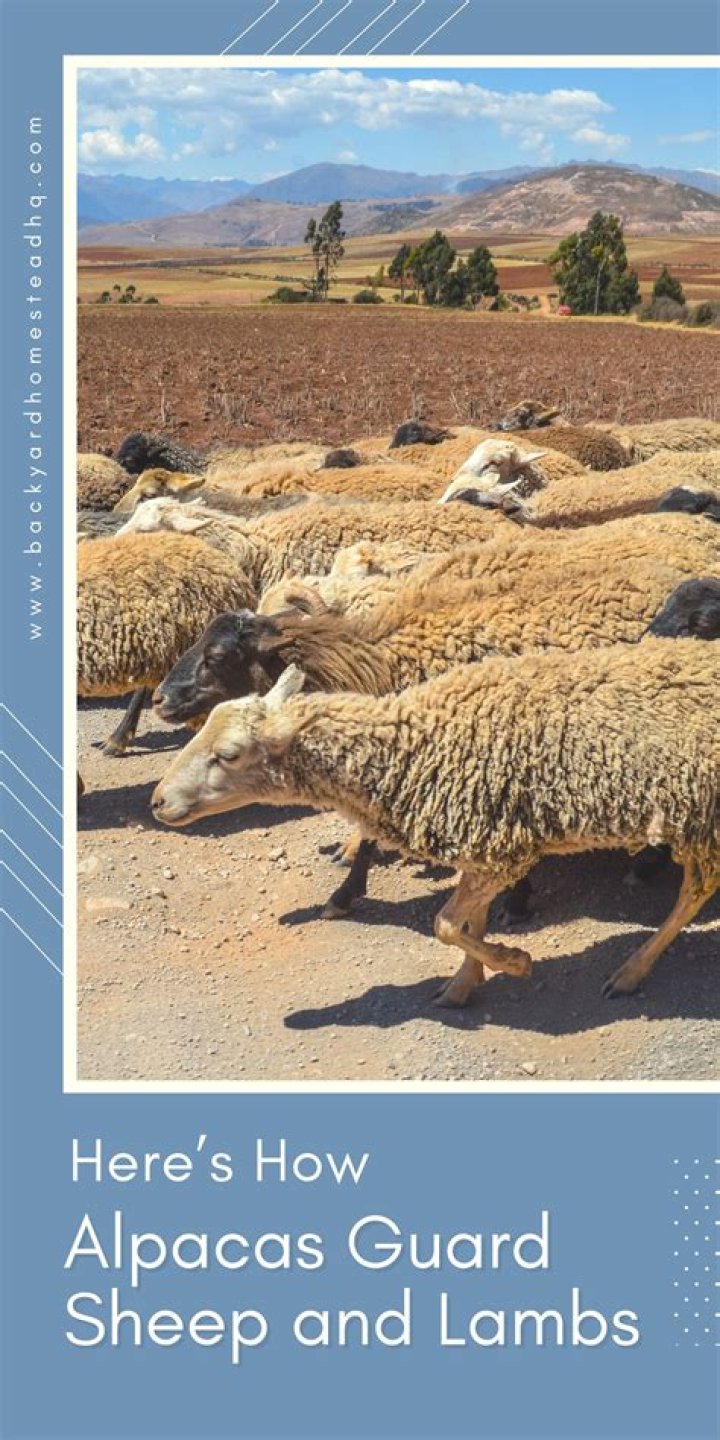 How alpacas protect sheep?