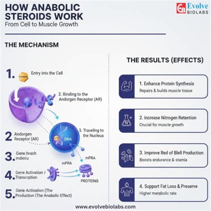 How anabolic is insulin?
