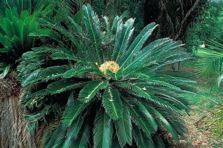 How are cycads pollinated?