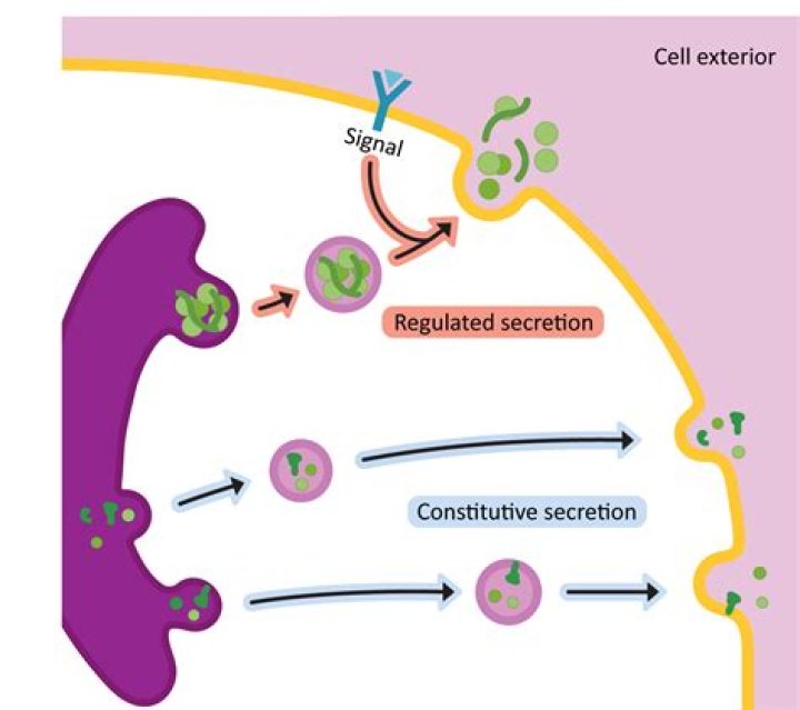 How are secretory vesicles produced?