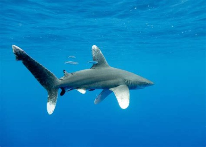 How dangerous are whitetip sharks?