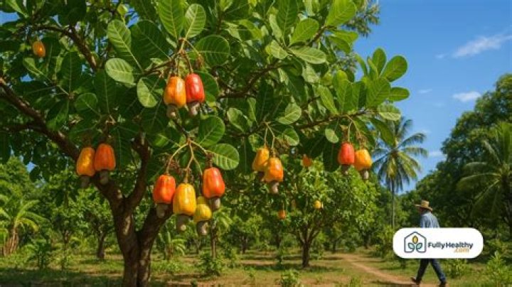 How do cashews grow?