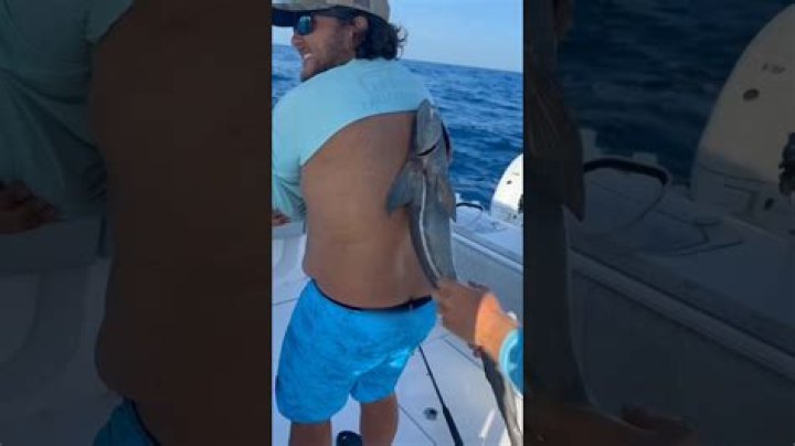How do remora fish stick?