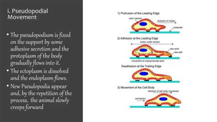 How does arboreal locomotion work?