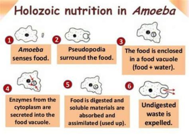 How is holozoic nutrition different in amoeba and paramecium?