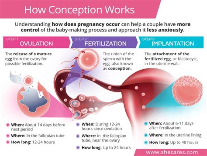 How long after conception should i test?