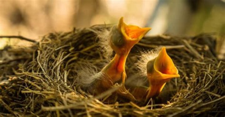 How long are robins nestlings?