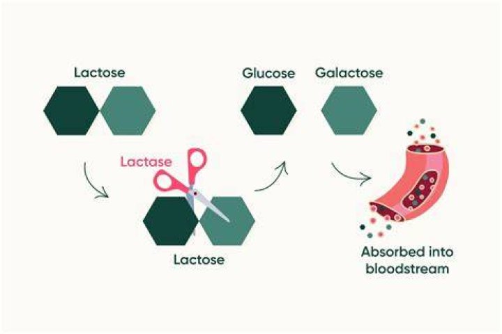 How long does lactose take to work?