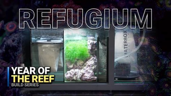 How long to leave refugium light on?