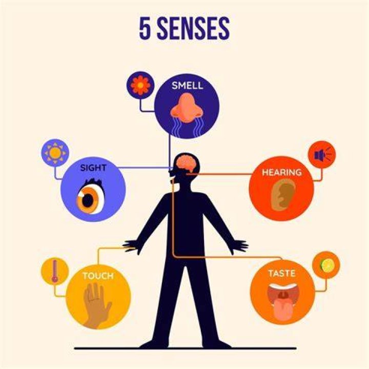 How many senses do we have?