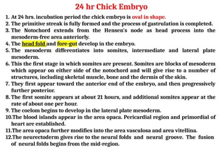 How many somites in 24 hour chick?