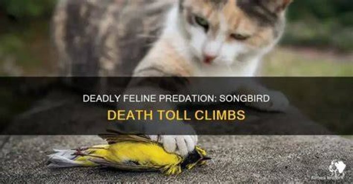 How many songbirds are killed by cats?
