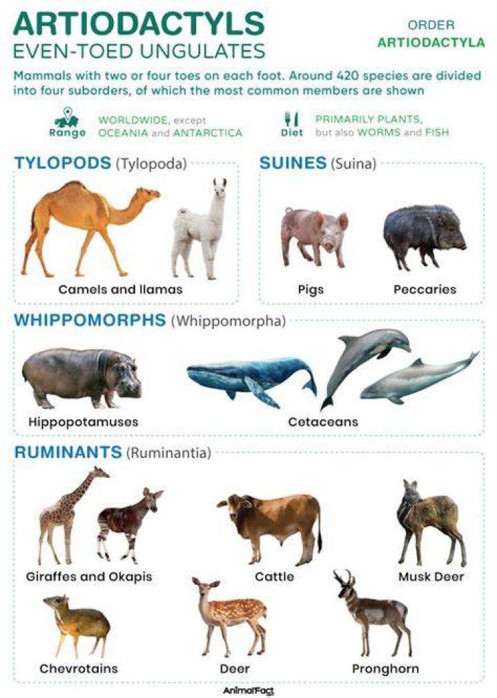 How old are artiodactyls?