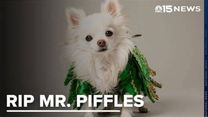 How old is mr piffles?