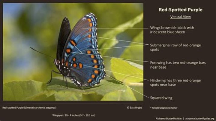 How to attract red spotted purple butterfly?