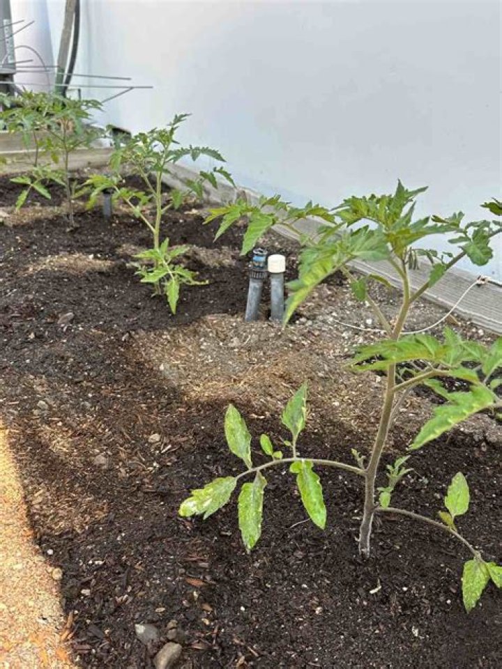 How to get tomatoes to grow?