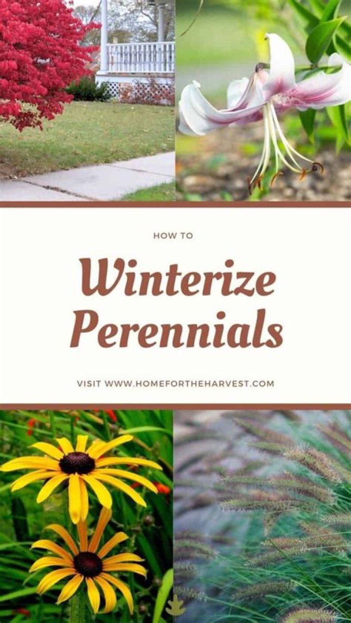 How to winterize perennials?