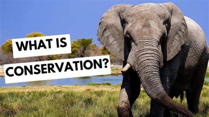 How was conservationism influenced by the progressive movement?