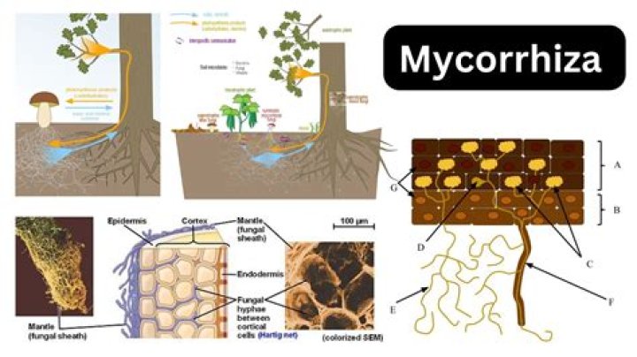 In a mycorrhizal relationship what benefit?