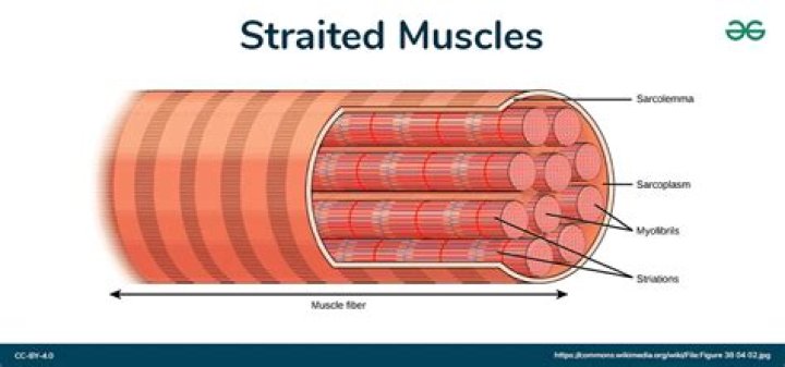 In a striated muscle?