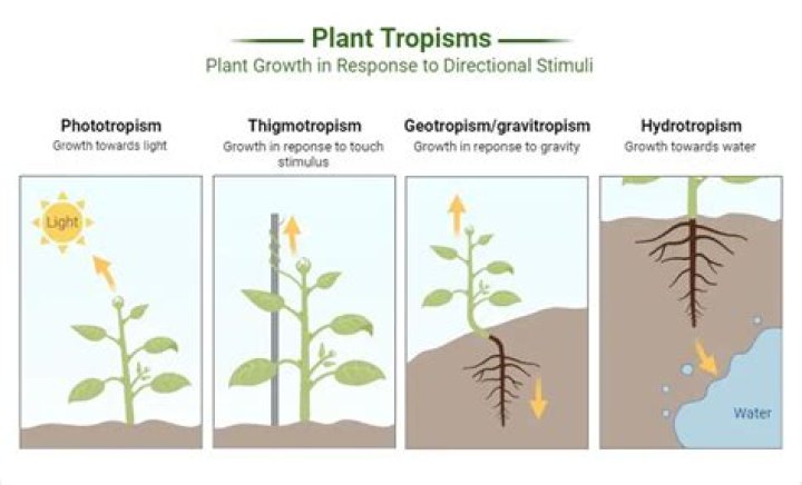 In biology what is tropism?