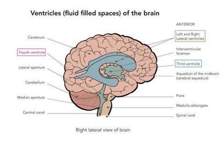 In brain lateral ventricle is connected to diocoel by?