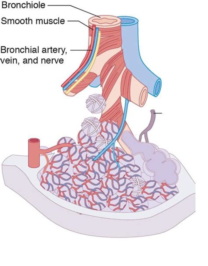In bronchial smooth muscle?
