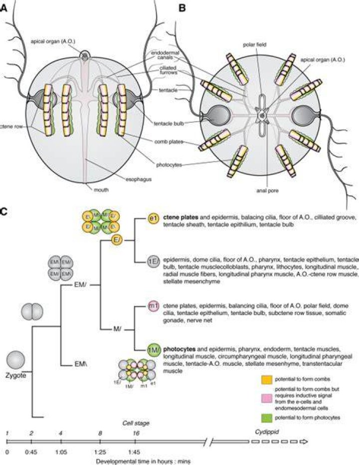 In ctenophores locomotion is mediated by comb plates?