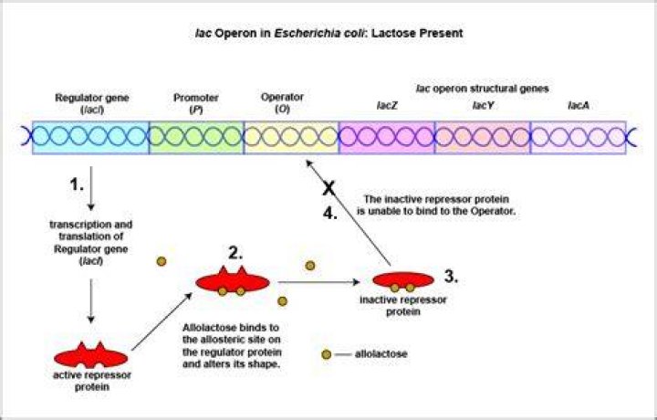 In escherichia coli lac operon is induced by?