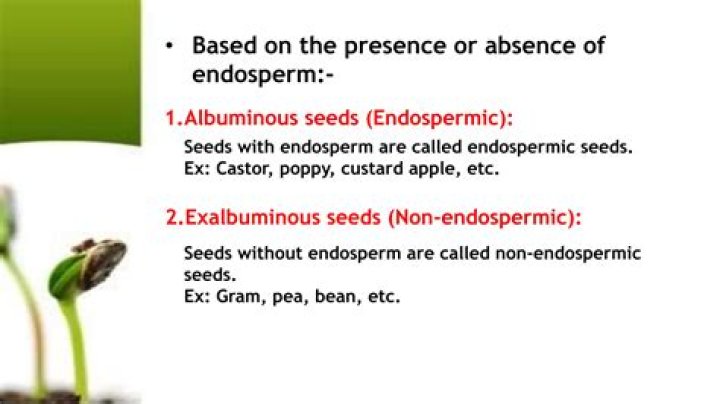 In fabaceae seeds are endospermic?