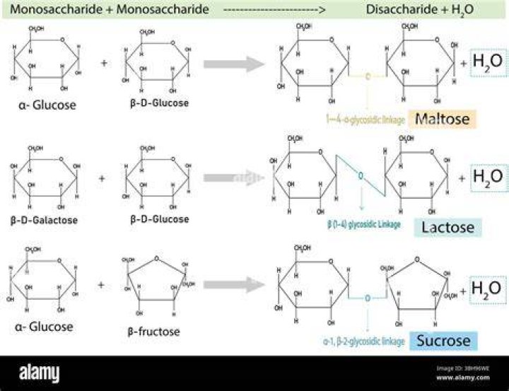 In lactose the reducing part is?