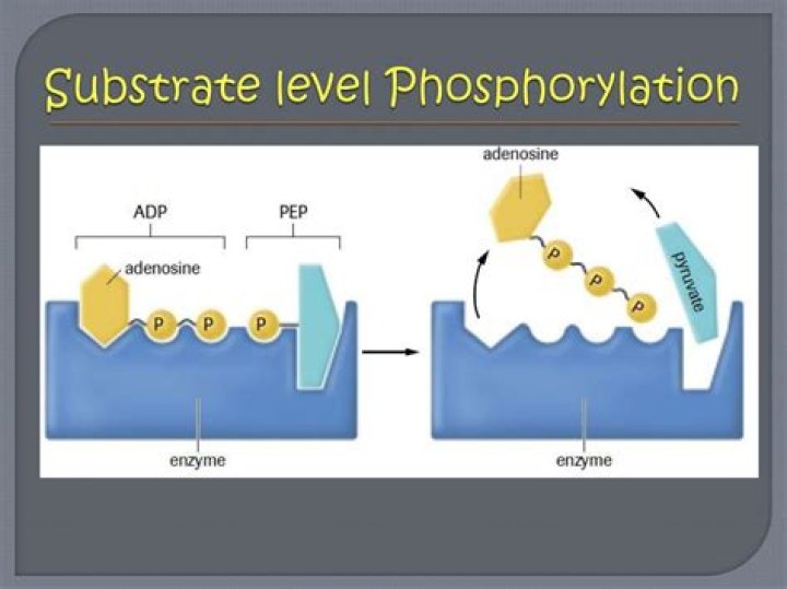 In substrate level phosphorylation?