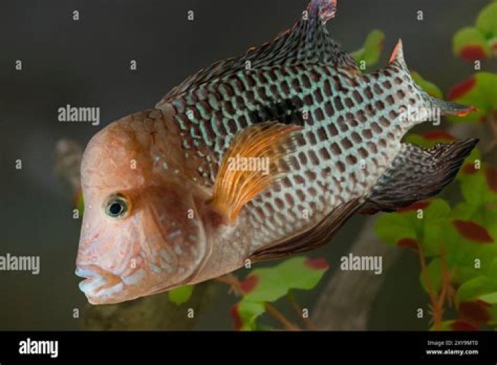 In the cichlid family?