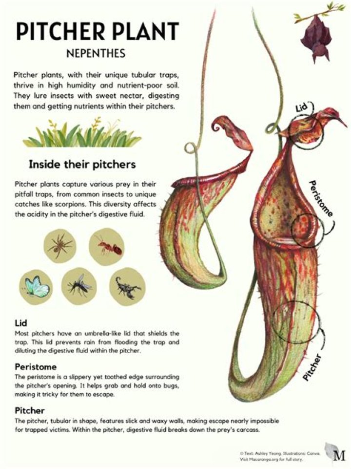 In the pitcher plant the digestive enzymes are secreted by the?