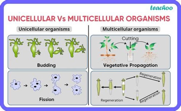 In unicellular organisms growth and reproduction are?