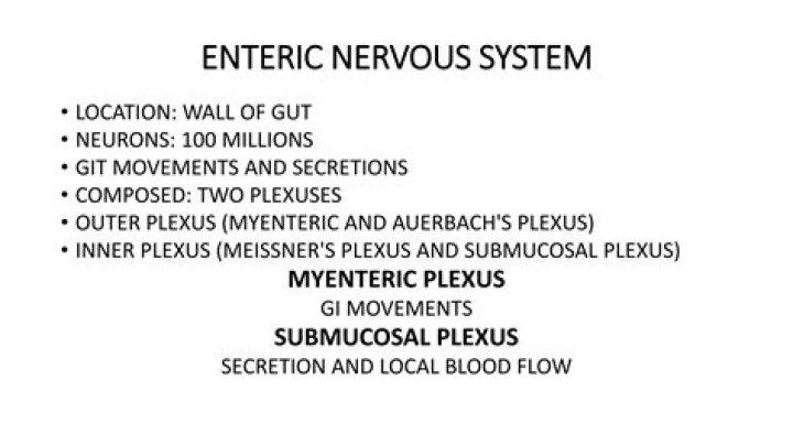 Interneurons in myenteric plexus?