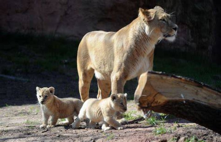Is a lioness a tiger?
