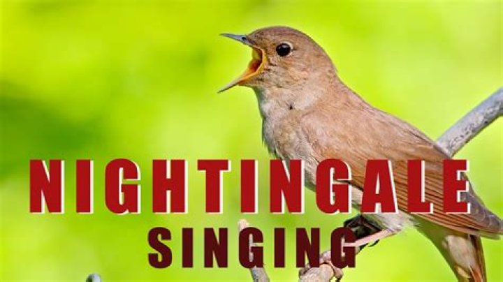 Is a nightingale a songbird?