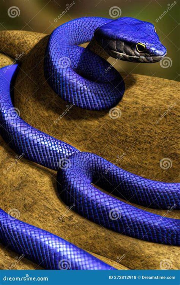 Is blue indigo snake poisonous?