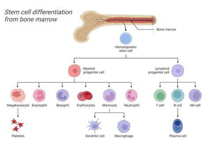 Is bone marrow multipotent?