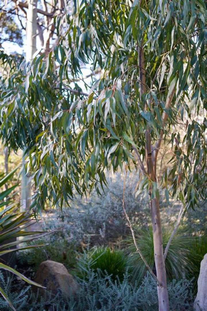 Is boort in the mallee?