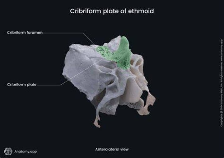 Is cribriform plate of the ethmoid bone?