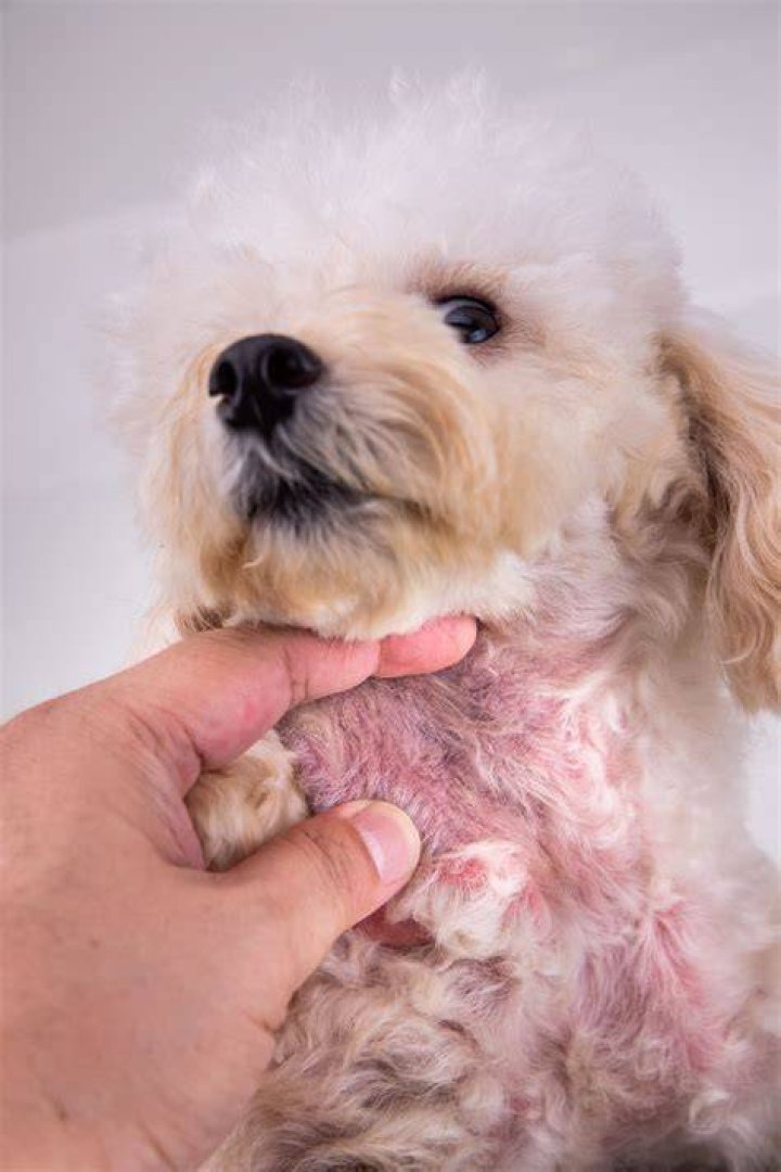 Is dermatitis in dogs contagious?