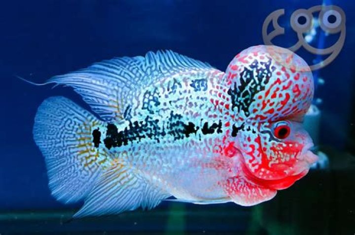 Is discus a cichlid?