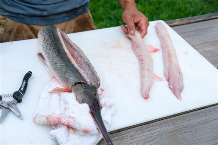 Is garfish safe to eat?