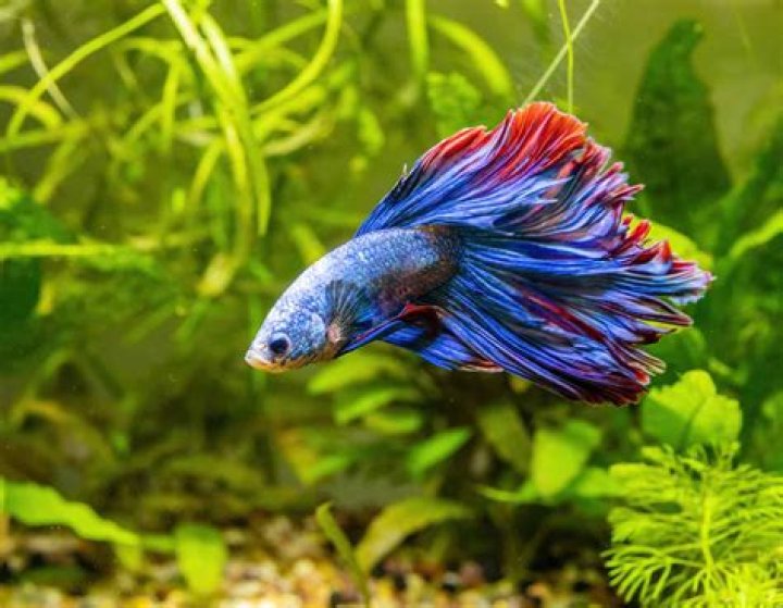 Is goujon a fish?