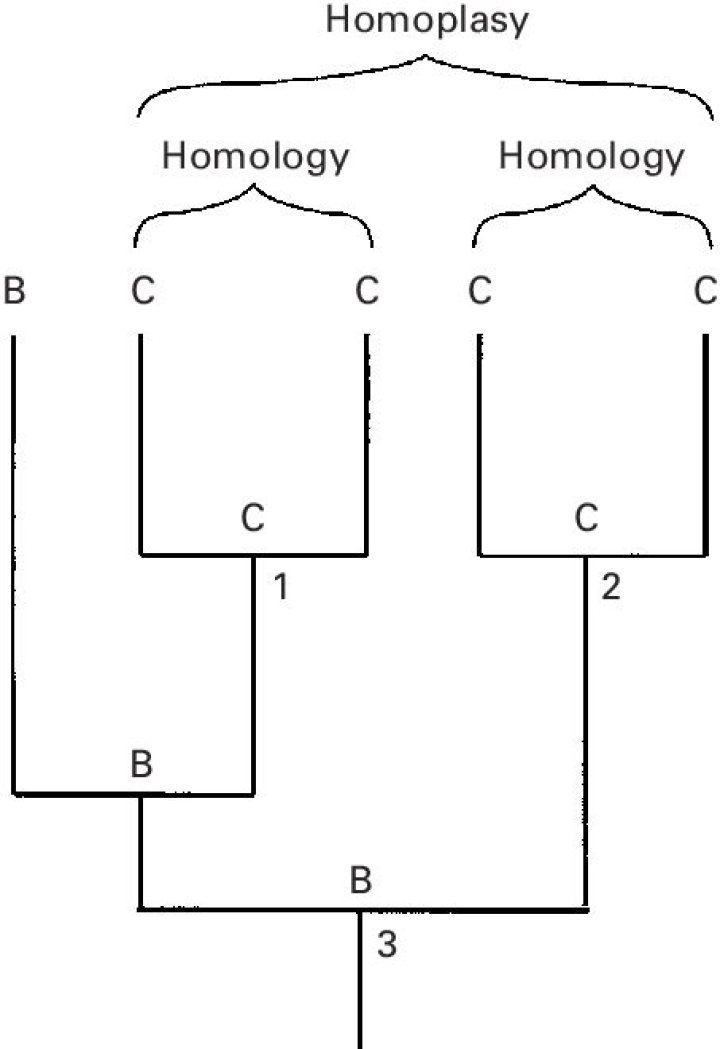 Is homoplastic same as homoplasy?